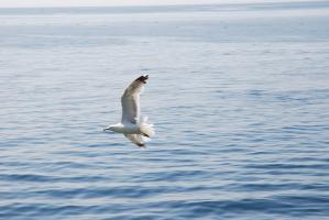 Oiseaux blanc